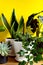 Indoor home garden plants. Collection various flowers - Snake plant, succulents, Ficus Pumila, lyrata, Hedera helix