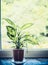 Indoor house dumb cane or Dieffenbachia green plant in pot on window sill