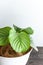 Indoor house plants calathea orbifolia