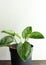 Indoor house plants philodendron birkin