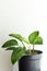 Indoor house plants philodendron birkin