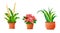 Indoor houseplant flowers in clay ceramic pots. Set. Isolated vector illustration. Cartoon style.
