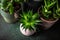 Indoor houseplant succulent