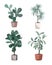 Indoor houseplants vector. Potted home plants illustration. Stylish greenery in pots for the flat design interior