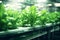 Indoor hydroponic garden self care background