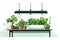 Indoor Hydroponic Garden Setup in a Modern Kitchen isolated vector style illustration