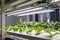 Indoor hydroponic vegetable farming with led lighting in controlled environment