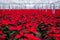 Indoor large greenhouse poinsettia flowers