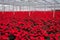 Indoor large greenhouse poinsettia flowers