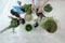 Indoor microgreens and garden room concept