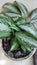Indoor Natural Live Plant - Aglaonema Ornamental Plant