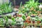 Indoor Oasis: Enchanting Cactus Houseplant Thriving Indoors