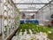 Indoor Organic Plant Growing Hydroponics and Aquaponics