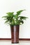 Indoor ornamental plants