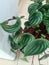 Indoor ornamental plants grow less fertile.  but the leaves of the plant are damaged by pests and lack of care