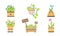 Indoor and Outdoor Potted Plants Set, Home or Office Decorative Plants in Pots Vector Illustration