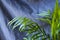 Indoor palm tree, Chrysalidocarpus Lutescens Areca plants, home decor air plants