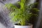 Indoor palm tree, Chrysalidocarpus Lutescens Areca plants, home decor air plants