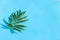 Indoor palm tree leaf, Chrysalidocarpus Lutescens Areca plant on the blue background