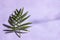 Indoor palm tree leaf, Chrysalidocarpus Lutescens Areca plant on the purple background
