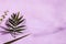 Indoor palm tree leaf, Chrysalidocarpus Lutescens Areca plant on the purple background