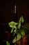 Indoor plant Anthurium in a dark room