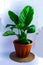 Indoor plant - Anthurium - flower of love