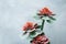 Indoor plant closeup at grey wall backround. red and green leaves. Echeveria pulvinata. organic concept