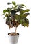 An indoor plant Croton in white flower pot
