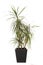 indoor plant dracaena marginata isolated