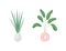 Indoor plant flat color vector object set