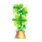 Indoor plant flowers leaves pot windowsill green blooming color pencil
