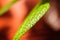 Indoor Plant Hybrid Plant green hairy leaf