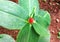 Indoor plant neat leaf venation and red flower