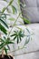 Indoor plant Nerium oleander close-up. Tropical plants for home decoration. Poisonous house plant