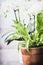 Indoor plant pots with leaves fern and orchid flowers, close up