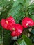Indoor plant - red Anthurium flower on background of fern leaves, houseplant, flowerpot.
