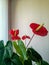 Indoor plant - red Anthurium flower, houseplant, flowerpot.