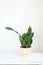 Indoor plant Sansevieria Masoniana after transplanting into a new soil and pot. Hobbies, growing and caring for home plants, The
