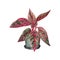 Indoor plant watercolor illustration. Aglaonema Legacy in a cute pot
