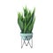 Indoor plant watercolor illustration. Home plants, Sansevieria or Snake Plant in a  light blue pot