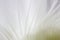 Indoor plant white blossoming old cactus echinopsis tubiflora on a light background. stamens inside the flower. macro