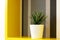 Indoor plant in a white pot on a shelf in the bedroom. Striped wallpaper on the background