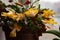 Indoor plant on a windowsill with a beautiful yellow-orange flower, flower Crystal flower Decembrist or flower Varvarin.Concept