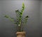 Indoor plant Zamioculcas on a gray background.