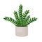 Indoor plant zamioculcas in a pot for interior decor at home, office, indoor use. Vector illustration isolated on white