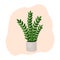 Indoor plant zamioculcas in a pot for interior decor at home, office, indoor use. Vector illustration isolated on white