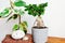 Indoor plants. Indian rubber houseplant and ficus ginseng potted bonsai tree on wooden table.