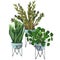 Indoor plants in a pot . watercolor set. ZZ Plant Zamioculcas,  Snake Plant Sansevieria, Chinese money plants or  missionary