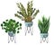 Indoor plants in a pot . watercolor set. ZZ Plant Zamioculcas,  Snake Plant Sansevieria, Chinese money plants or  missionary